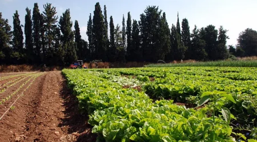 N.B. Farmers Facing Shortage Of Workers