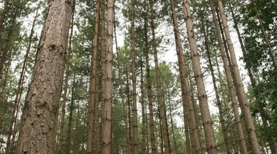 J.D. Irving Reacts To New Forestry Measures