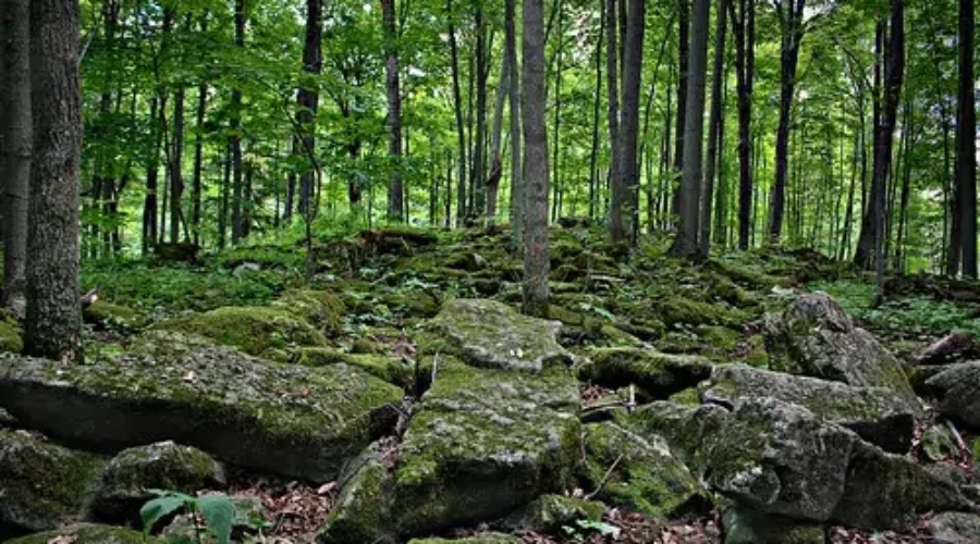 Higgs Government Freezes Crown Wood Supply