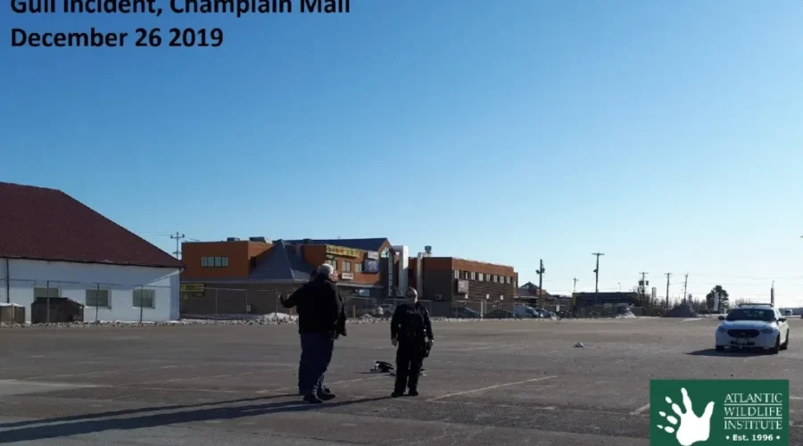 Seagulls Struck And Killed In Parking Lot