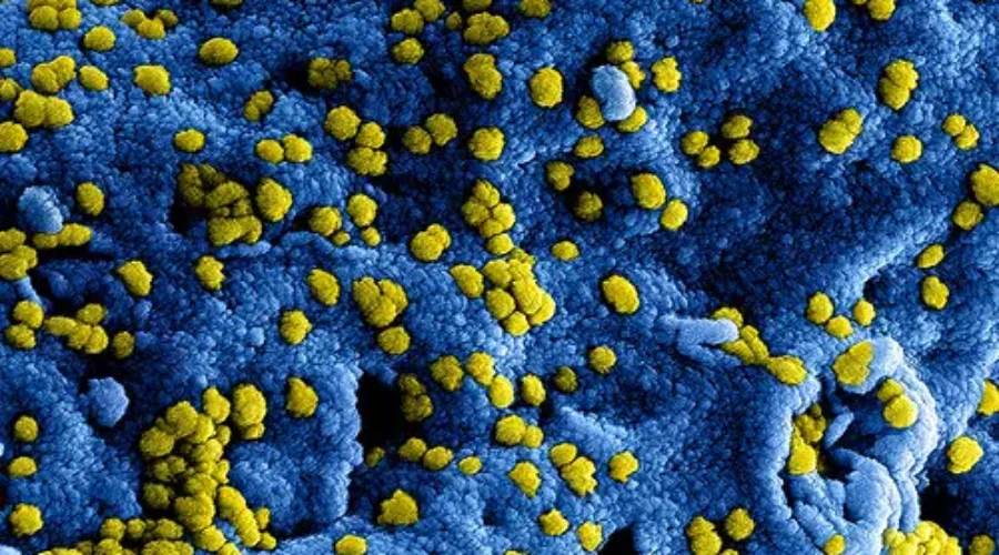 Health Officials Say Risk Of Coronavirus Outbreak Remains Low