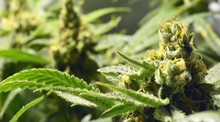 Cannabis Price Gap Widens The Most In N.B.