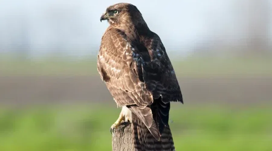 Public Donations Needed For Atlantic Wildlife Institute