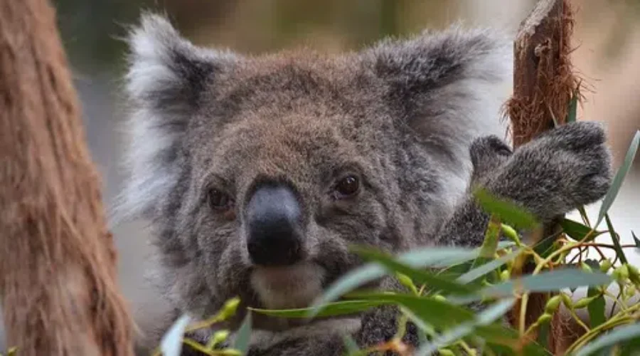 N.B. Veterinary Clinics Help Injured Animals In Australia
