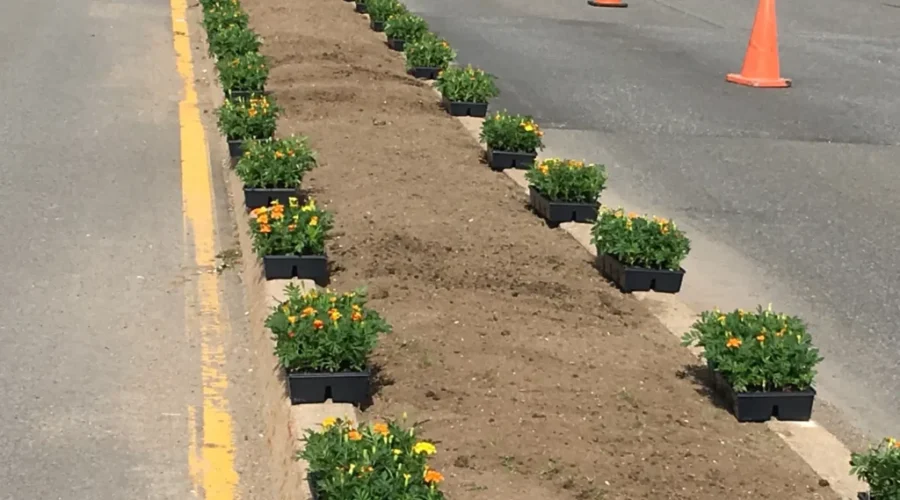 Sponsors Needed For Supplies For Marigolds Project Version 2020