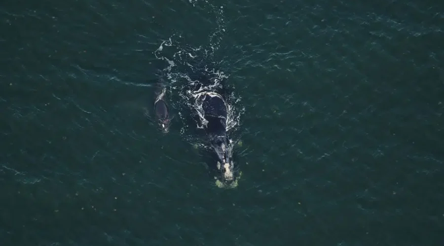 Newborn Right Whale Injured By Propeller