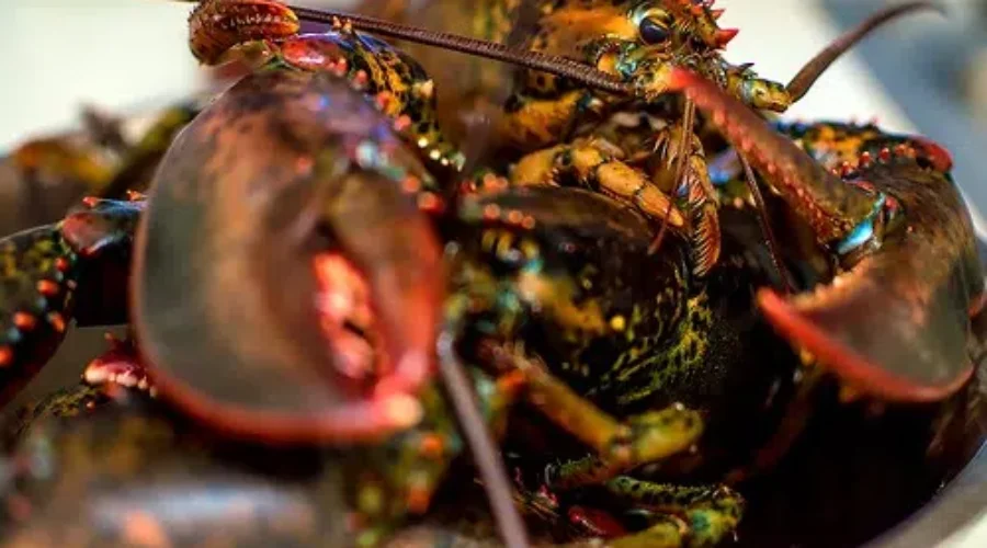 Coronavirus Impacts Maritime Lobster Industry