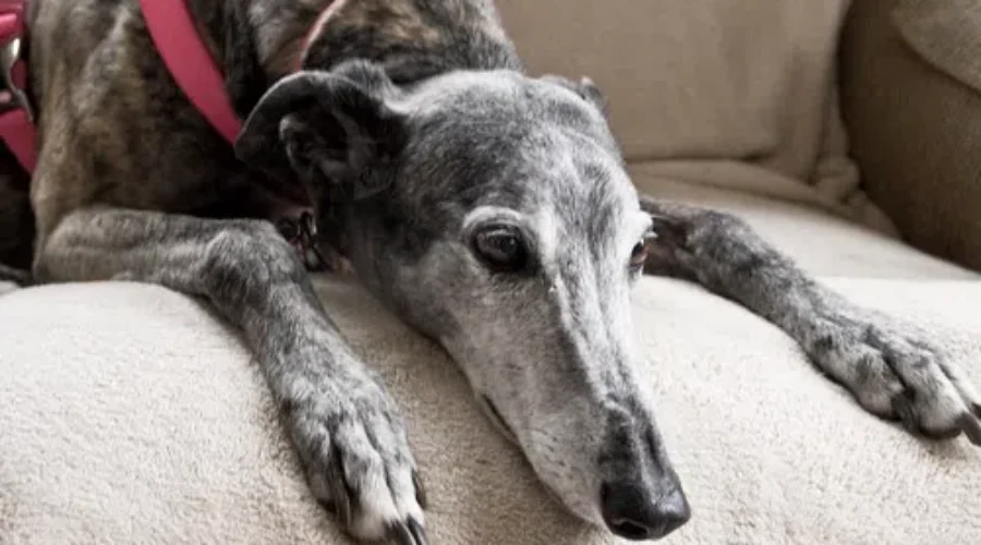 MGAP Founder Says Greyhound Racing Ban To Limit Number Of Dogs Coming To Canada