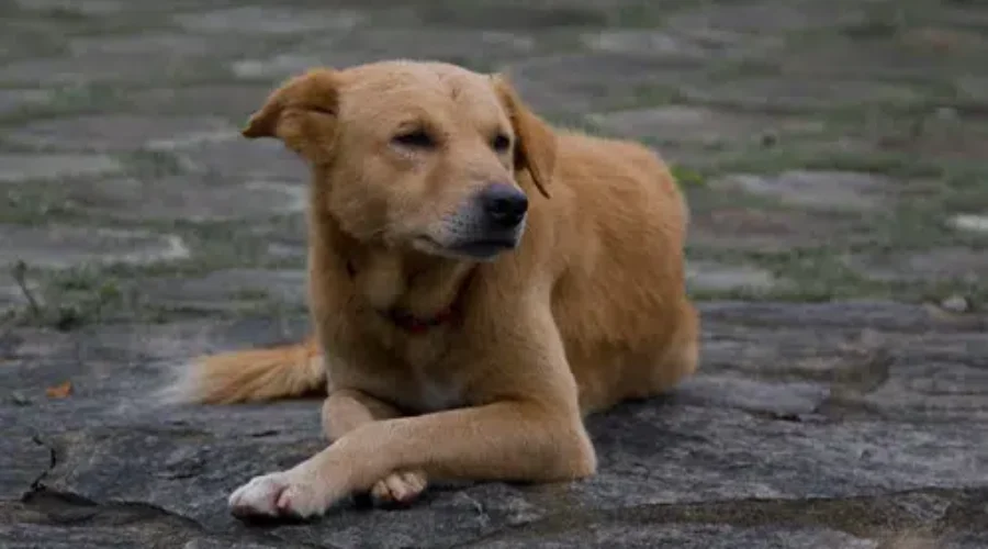 A Reminder Not To Let Your Dog Roam Freely