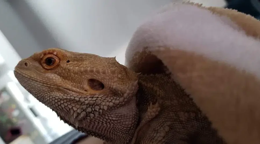 Seized Bearded Dragon Doing Well: SPCA