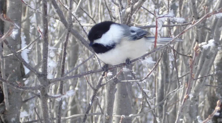 Global Effort To Count Birds Taking Off