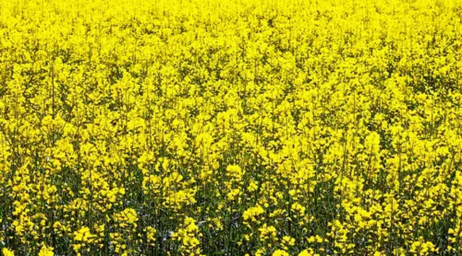 Spring Arrives In New Brunswick