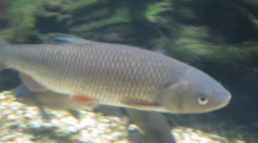 Fisheries Ministers Discuss COVID-19 Impacts