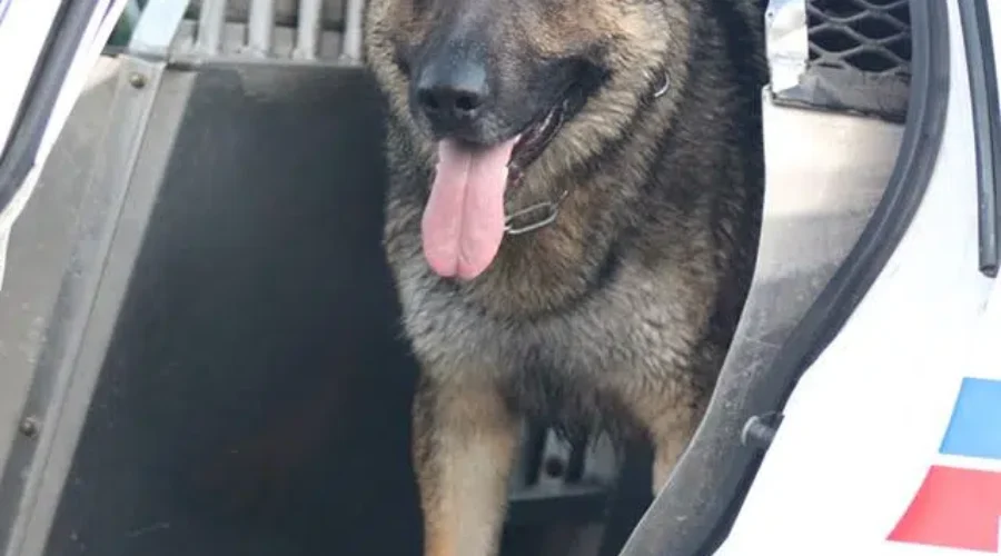 Police Dog Assists In Robbery Arrests
