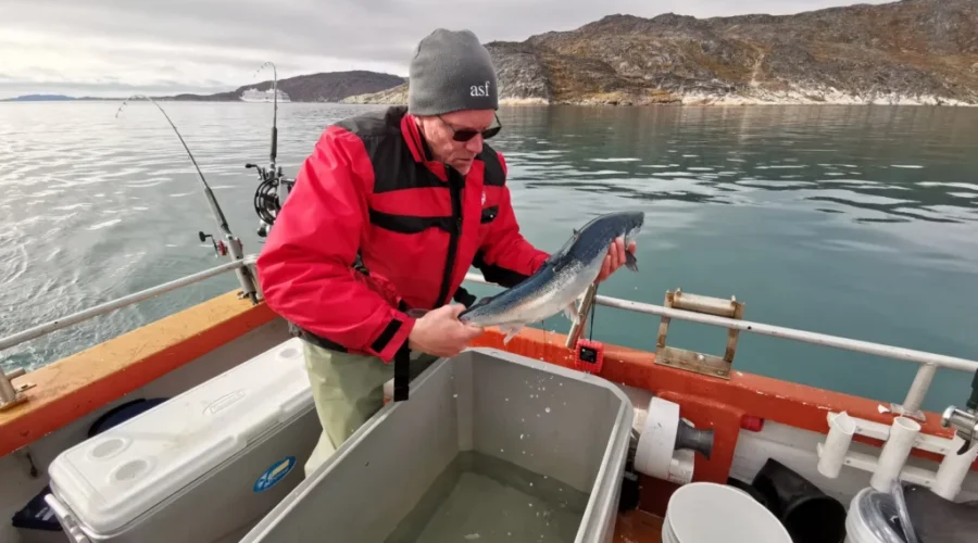 Study Provides New Insights On Atlantic Salmon