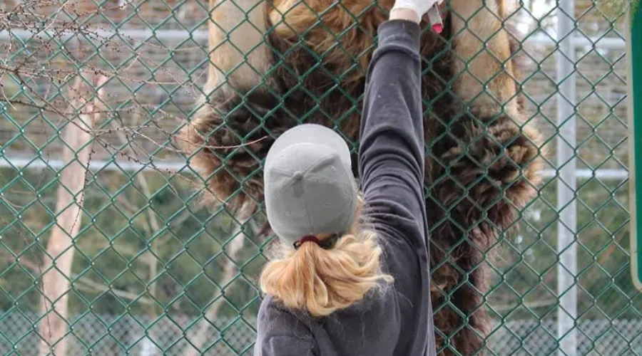 Zoo Brings Animals To People Virutually During Closure