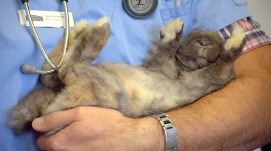 N.B. Vets Accepting Online Appointments