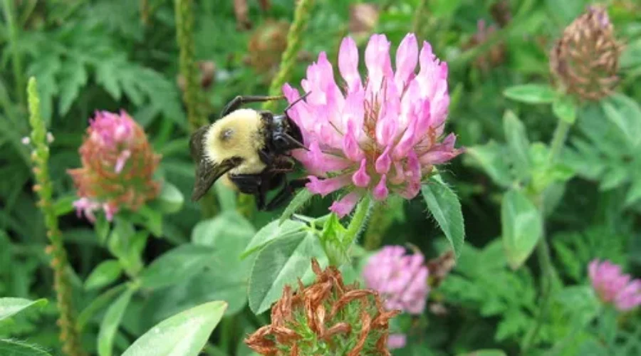 Help The Bees, Give Your Lawn Mower A Break