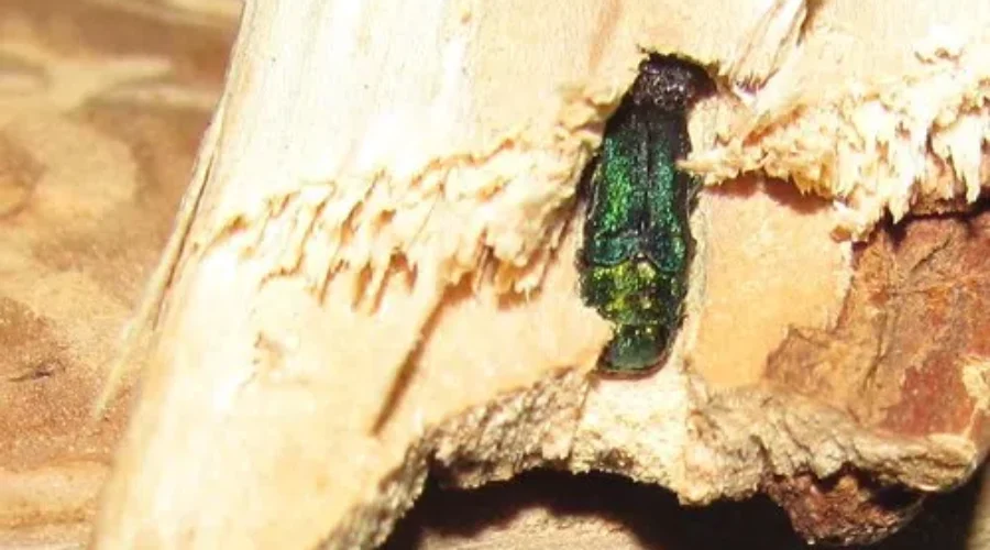Be Mindful Of Invasive Species In N.B.