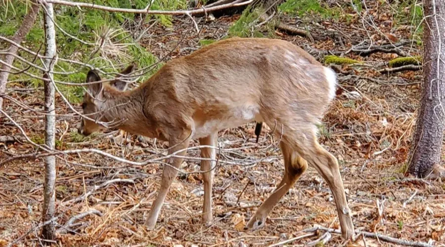 Young Deer Found With Arrow In Its Side