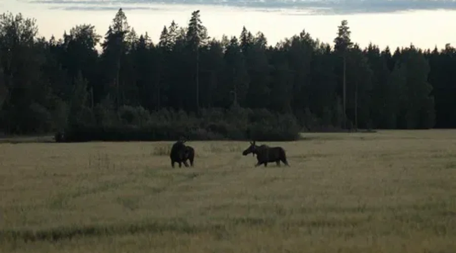 Are We Seeing More Wildlife Than Before COVID-19?