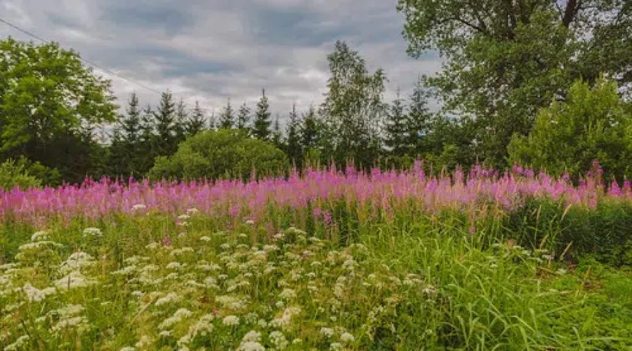 Native Plants To Help Native Wildlife