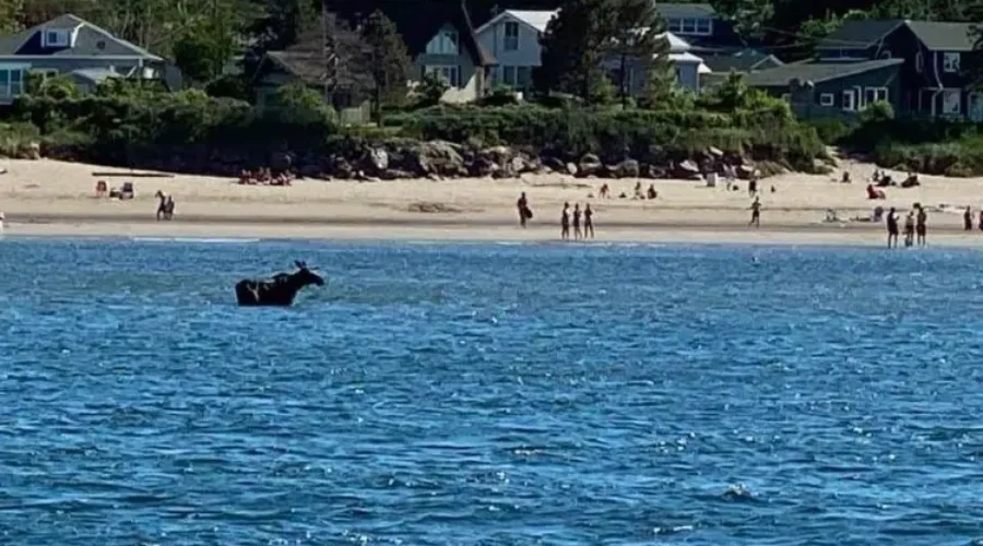 Public Safety Seeks Details About Moose Drowning