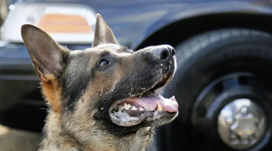 Suspect Facing Charges After Attempted Break And Enter