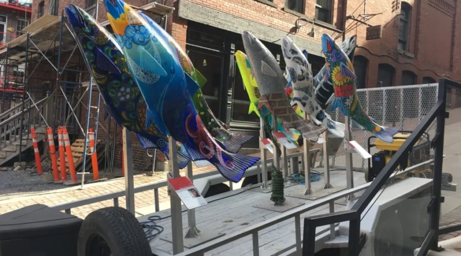 Salmon Run A Welcome Sight Uptown