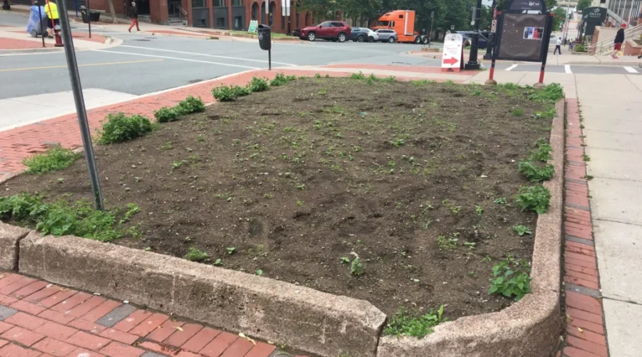 City Flowerbeds Up For Adoption