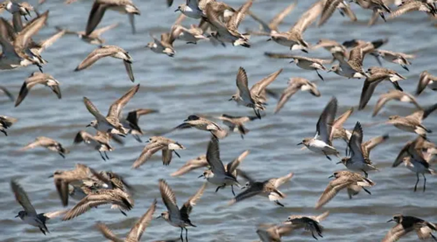 Shorebird Reserve Needs Donations Following Break-Ins