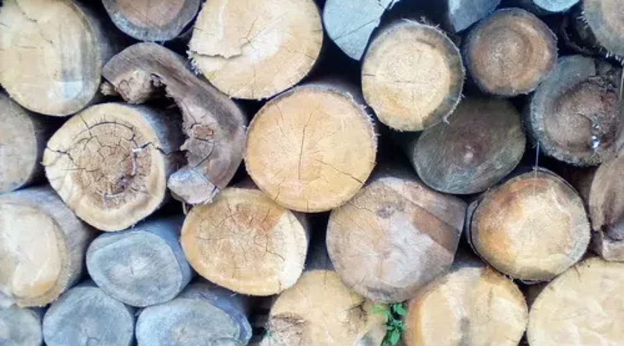 WTO Rules In Favour Of Canada In Softwood Dispute