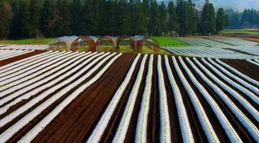 Severe Drought Impacting N.B. Farmers
