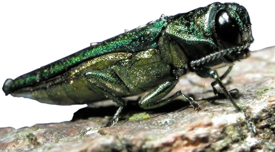 Small Green Beetle Could Be Hitching A Ride On Your Firewood