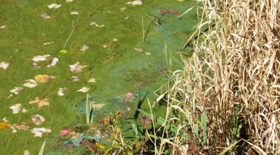 Scientists Shed Light On Murky Understanding Of Blue-Green Algae