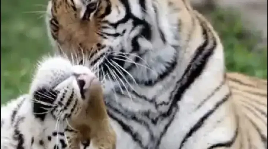 Magnetic Hill Zoo Saddened By Sudden Death Of Tiger