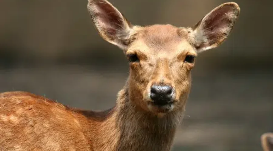 Permits Available For Nuisance Deer Hunting