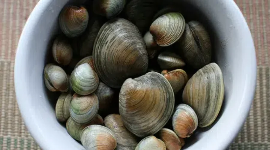 Shellfish Outbreak Sickens Nine