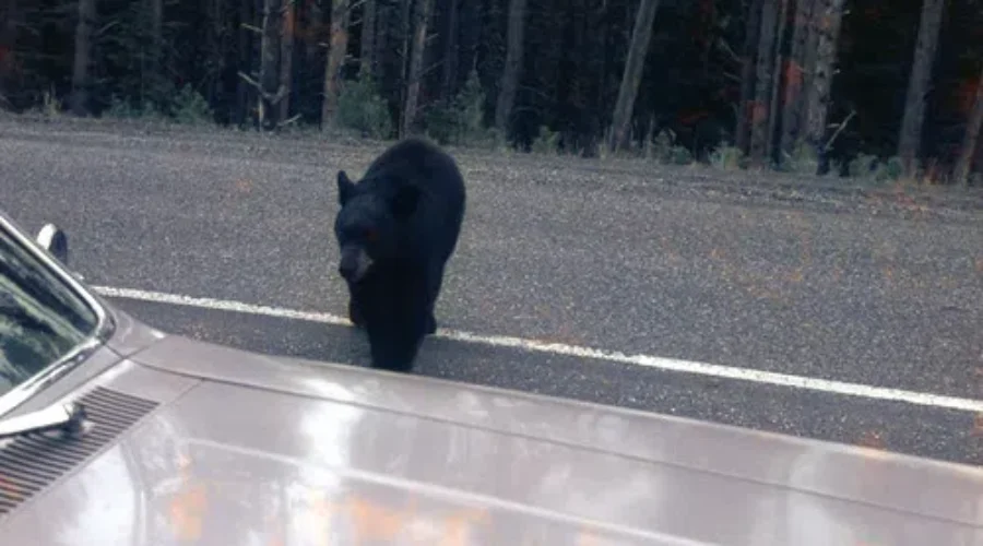 Warning To Motorists To Watch For Wildlife