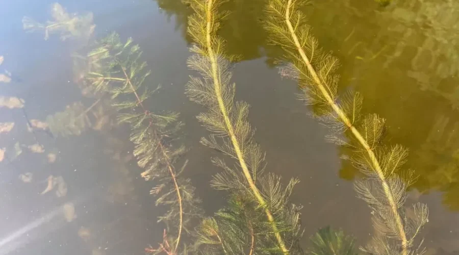 ‘Zombie Plant’ Spotted In Belleisle Bay