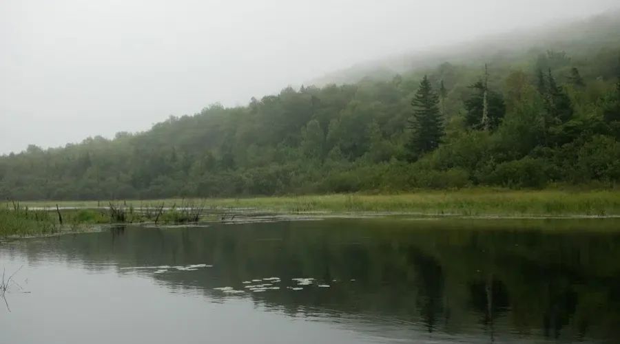 NCC Saves Key Acadian Forest Near Saint John