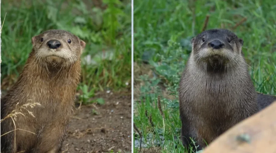 The Winning Otter Names Are…