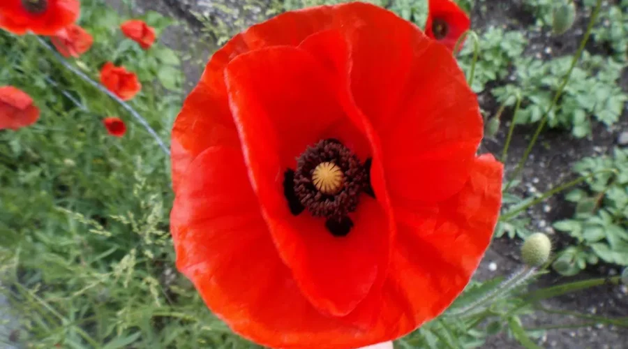 Royal Canadian Legion Poppy Campaign Launches