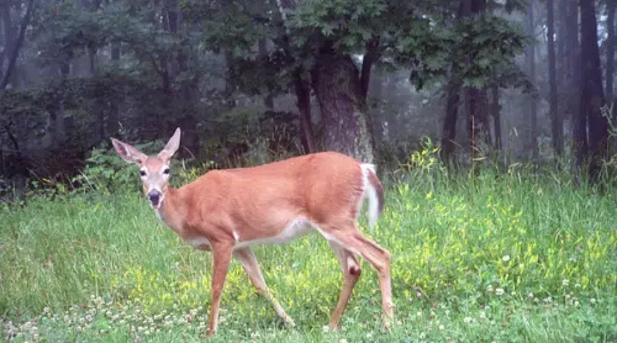 Firearm Deer Hunting Season Begins Monday