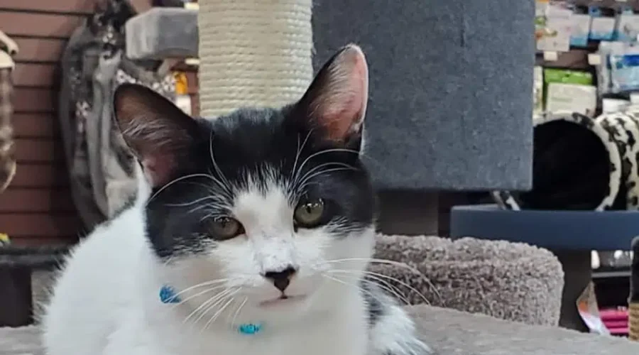 Milo The Kitten Returned To Pet Store After Shocking Theft