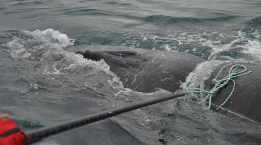 Entangled Humpback Whale Freed In Bay Of Fundy