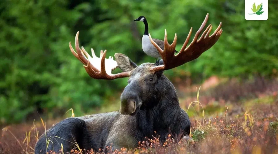 ‘Goose On A Moose’ Grabs Social Media Attention