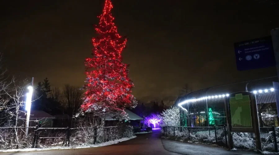 Magnetic Hill Zoo Wild Lights Selling Out Quickly