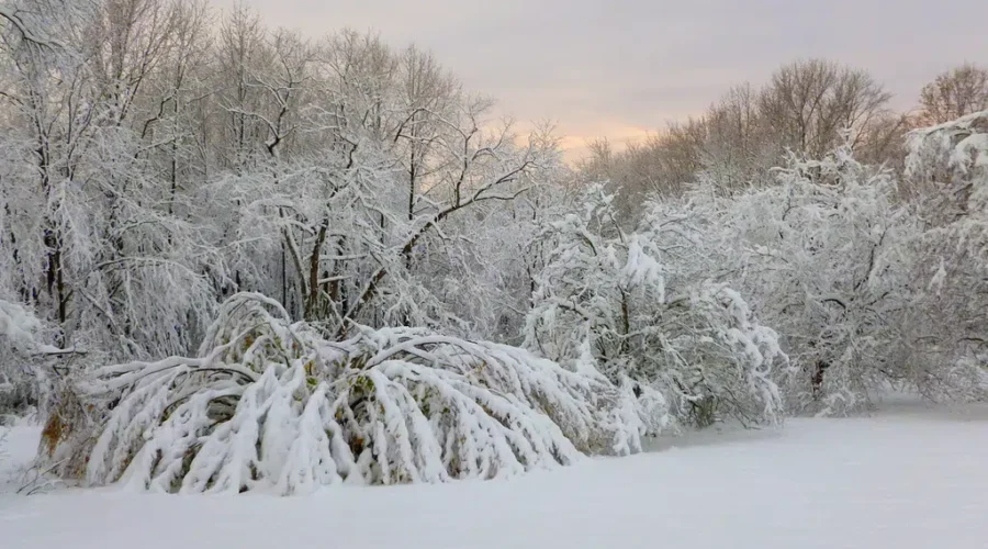 Messy Mix Of Snow, Ice Pellets and Freezing Rain Cancels School
