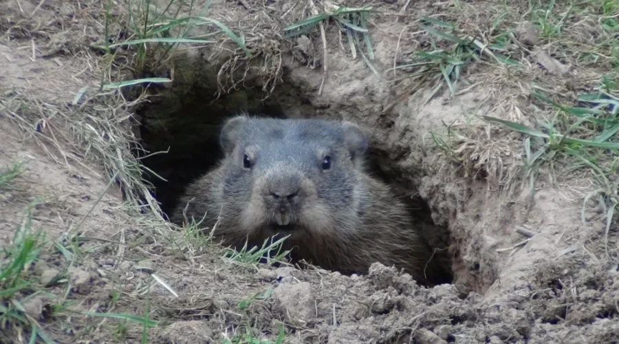 Famed Groundhogs Disagree On Spring Forecast